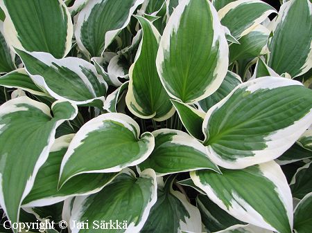 Hosta Fortunei-Ryhm 'Patriot', komeakuunlilja